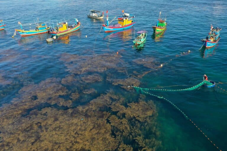 Aerial view of colorful fishing boats on blue water. Vibrant colors, seaweed visible beneath the surface.